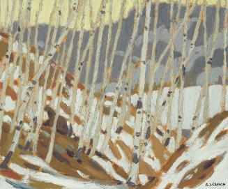 Birches in Winter