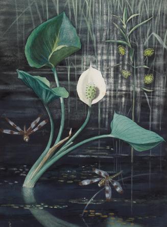 Marsh Calla