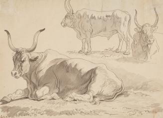 Three Studies of Bullocks