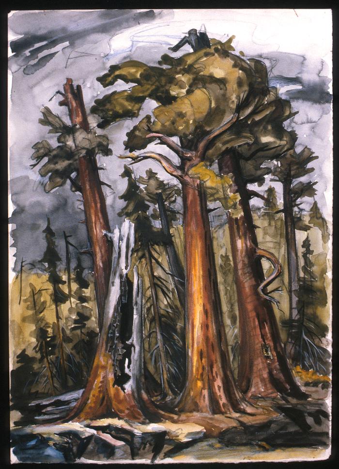 Algonquin Pine