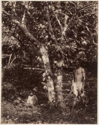 Harvesting Cocoa, Trinidad