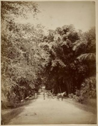 Maraval Road beyond Botanic Gardens, Port of Spain, Trinidad