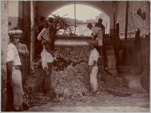 Crushing Sugar Cane by Mill, Kendal, St. John, Barbados
