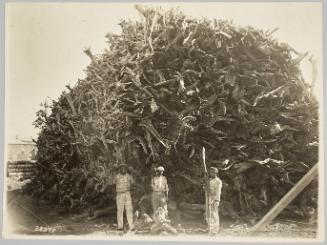 Wood Collectors, Kingston, Jamaica