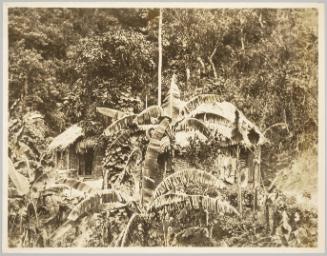 Native Huts, Jamaica