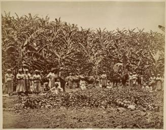 Banana Grove With Workers, Jamaica