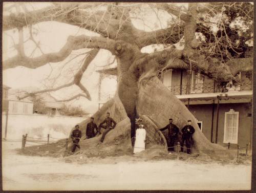Silk Cotton Tree, Nassau, Bahamas