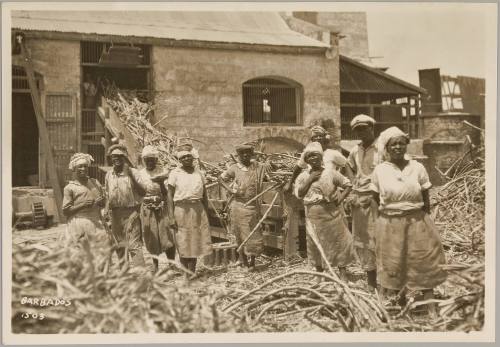 Sugar Cane Field, Barbados