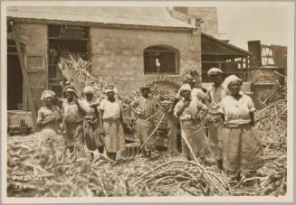 Sugar Cane Field, Barbados
