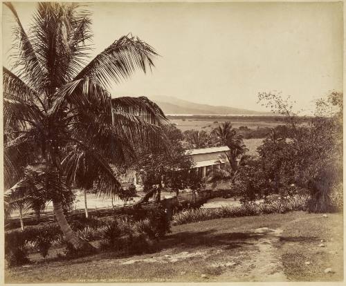 Cane Fields And Palm Trees