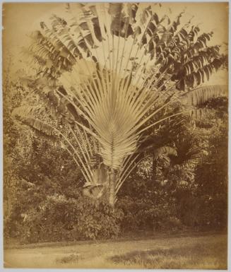 Travelers Tree, Sir Henry Blake drawing water, Jamaica