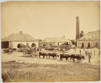 Llandovery Sugar Estate. St. Ann, Jamaica