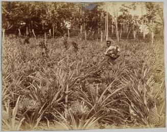 Pineapple Field