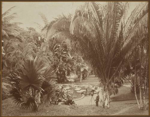 Castleton Gardens, Jamaica