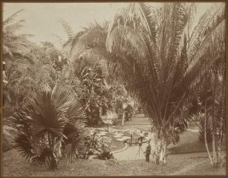 Castleton Gardens, Jamaica