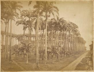 Cayenne, French Guiana