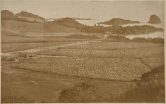 Plantation, St Vincent