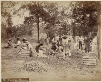 Packing Onions, Bermuda