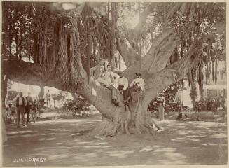 Men in a Banyan Tree, St Kitts