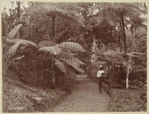 Album - West Indies (Cuba, Puerto Rico, Jamaica, Panama)