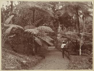 Album - West Indies (Cuba, Puerto Rico, Jamaica, Panama)