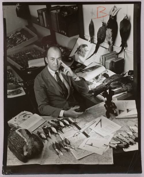 Dr. Sidney Dillon Ripley with stuffed birds, [ornithologist, New York]
