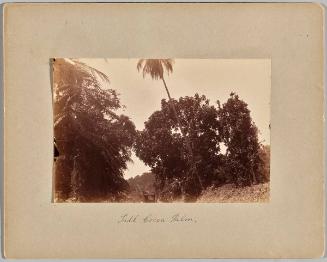 [Tall Cocoa Palm]