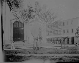 Travelers Palm, Fort de France, 1906