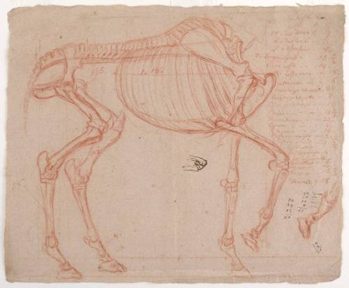Horse Skeleton study