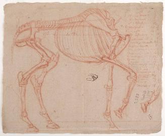Horse Skeleton study