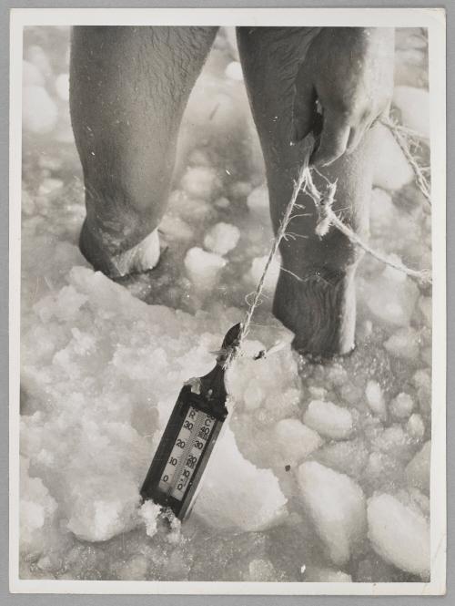 A "Viking" club member registering the cold by means of a therometer.