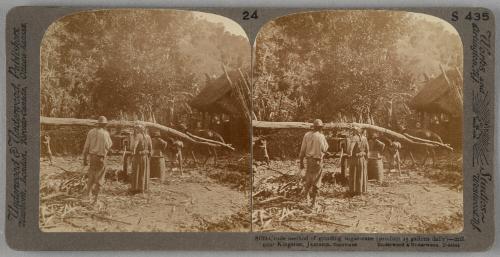 Crude Method of Grinding Sugar Cane, near Kingston, Jamaica
