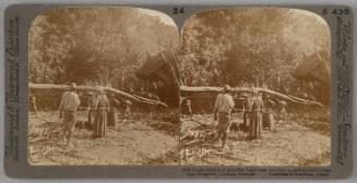 Crude Method of Grinding Sugar Cane, near Kingston, Jamaica