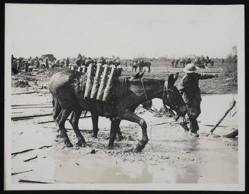 The ubiquitous mud! Pack mules with ammunition moving forward