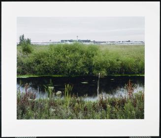 Cattails, O'Hare Airfield, Chicago