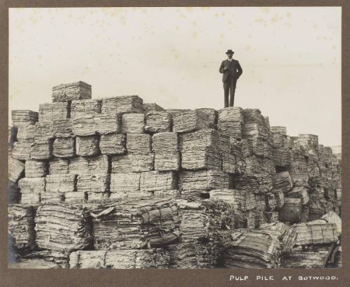 Pulp Pile at Botwood