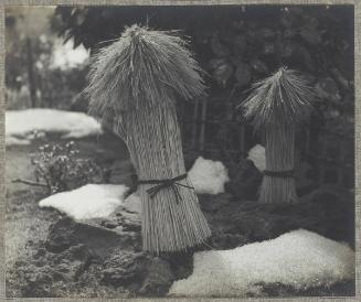 Corn Stocks and Snow