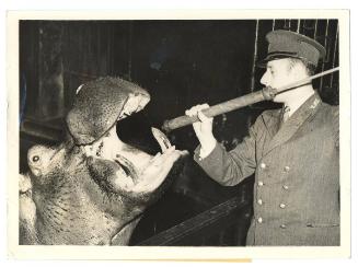 Even Hippos Must Guard Against "Flu", London, 1937