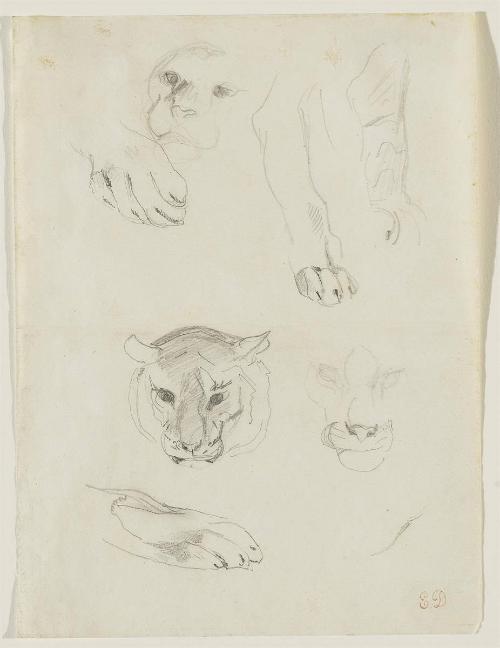 Studies of Tiger Heads and Paws