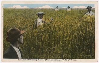 Canadian Harvesting Scene; Showing immense Yield of Wheat