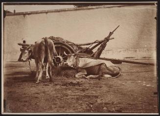 Bayonne - harnessing the cows
