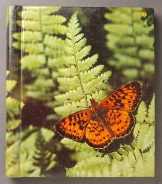 Young Adults at Play