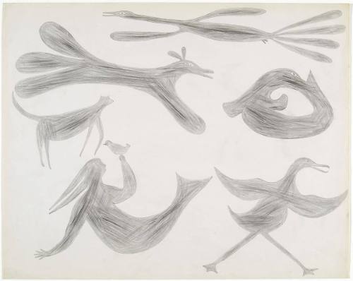 Birds, Bird, Taleelayo, Seal, Dog in Flight