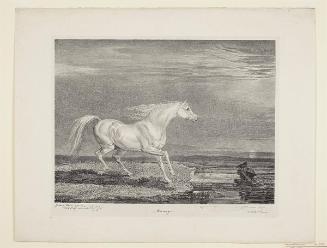 Marengo, pl.6 from Fourteen Celebrated Horses