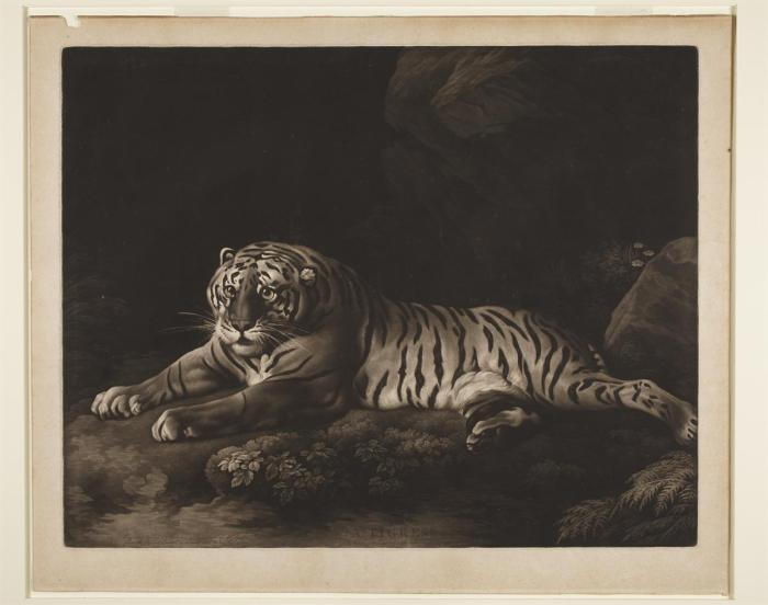 A Tigress