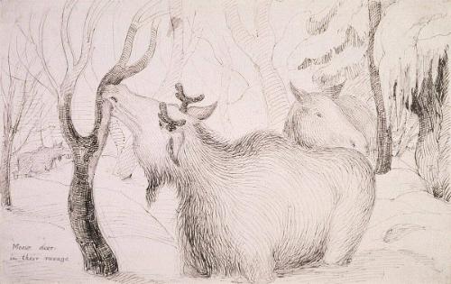 Moose deer in their ravage