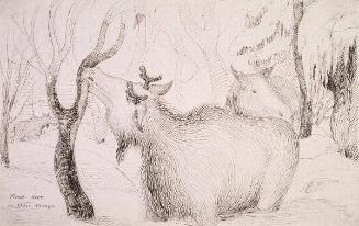 Moose deer in their ravage