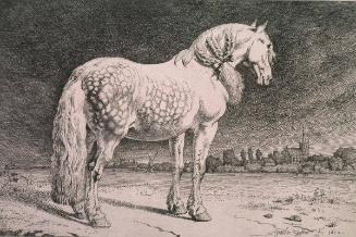 The Grey Frisian Horse