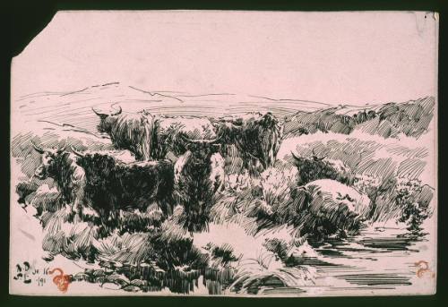 Highland Cattle, Scotland