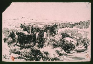 Highland Cattle, Scotland